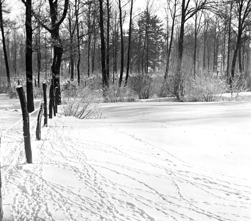 Vogels, sporen, sneeuw, fazant, Bestanddeelnr 193-0940