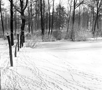Vogels, sporen, sneeuw, fazant, Bestanddeelnr 193-0940