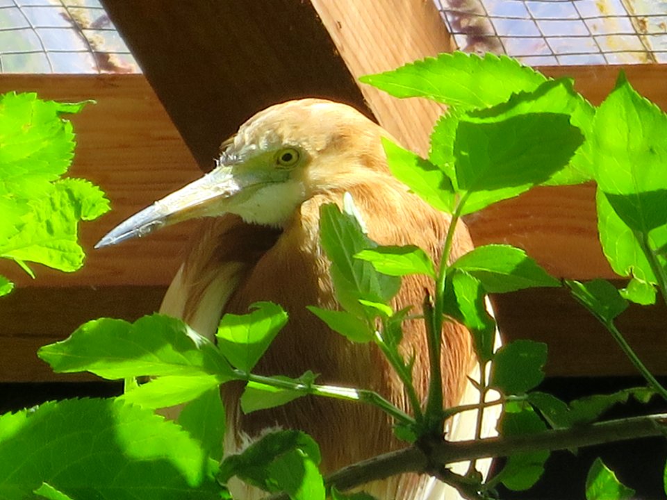 Vogelpark Olching 25