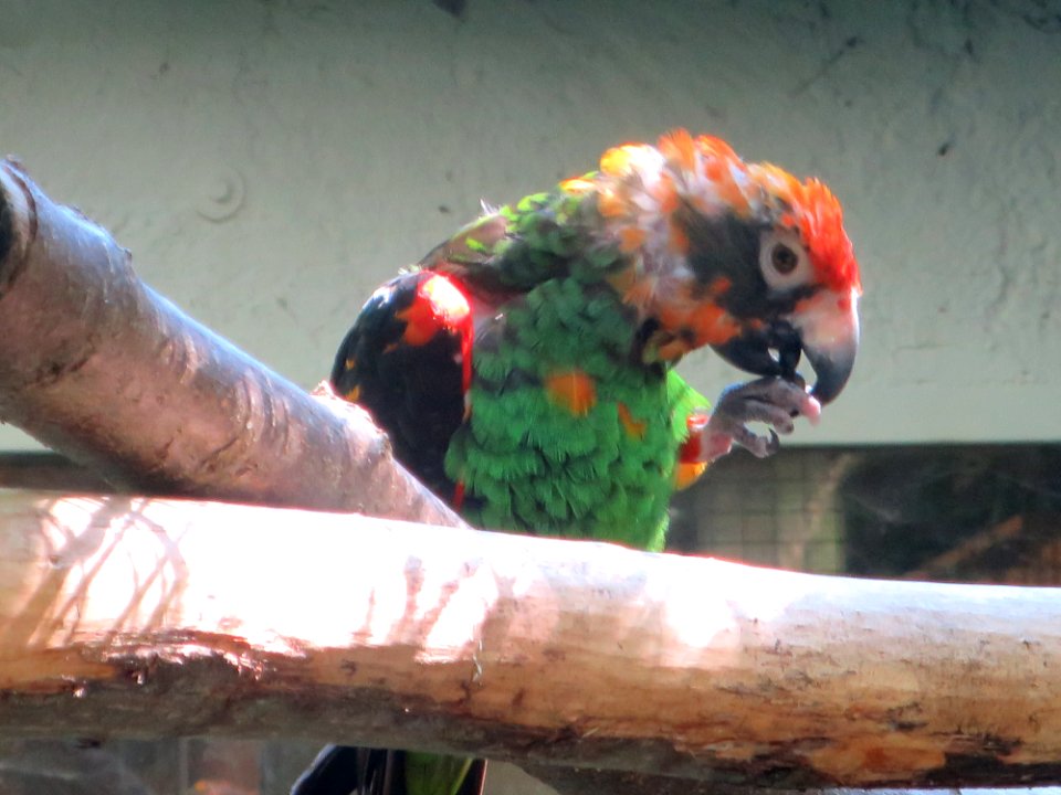 Vogelpark Olching 22