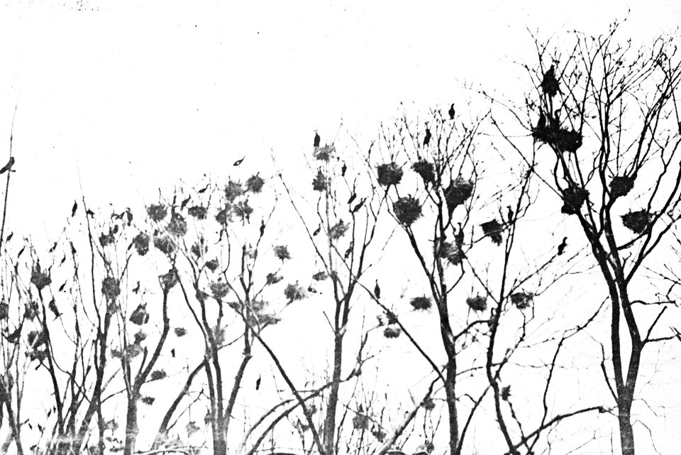 Vogels , aalscholver, Bestanddeelnr 193-0958