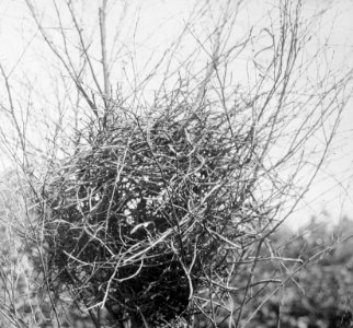 Vogels, nesten, ekster, Bestanddeelnr 193-0902