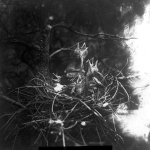 Vogels, nesten, meerkol, Bestanddeelnr 193-0903
