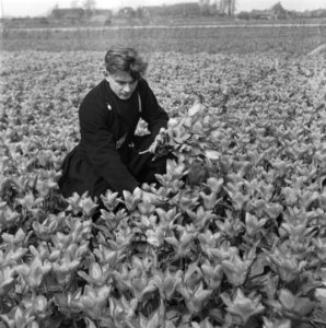 Volendam bezoekt de bollen, Bestanddeelnr 902-1367