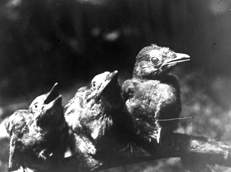 Vogels, nesten, meerkol, Bestanddeelnr 193-0905