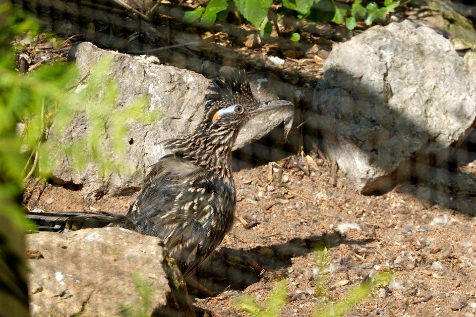 Vogelpark Olching 28