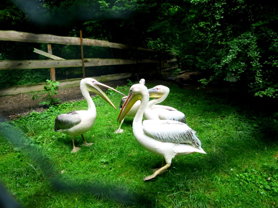 Vogelpark Olching 17