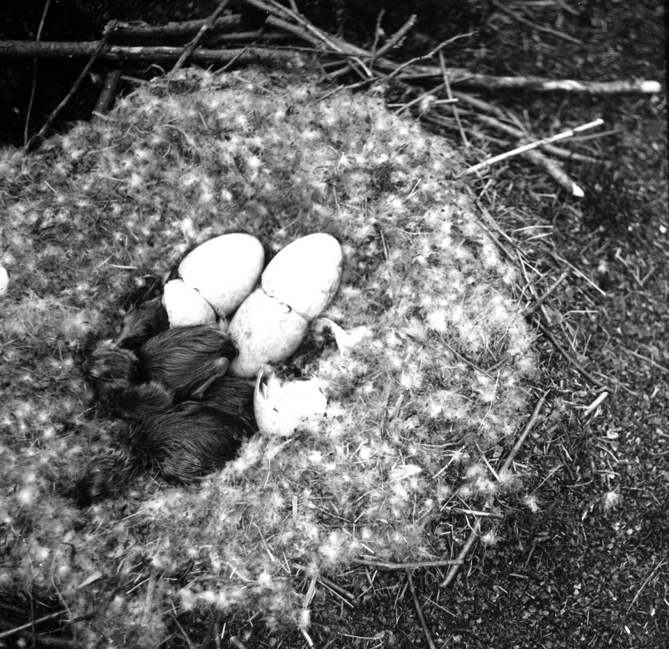 Vogels, nesten, eieren, wilde gans, Bestanddeelnr 193-0954