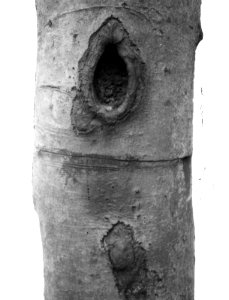 Vogels, hollen, Beuk, Bestanddeelnr 193-0975