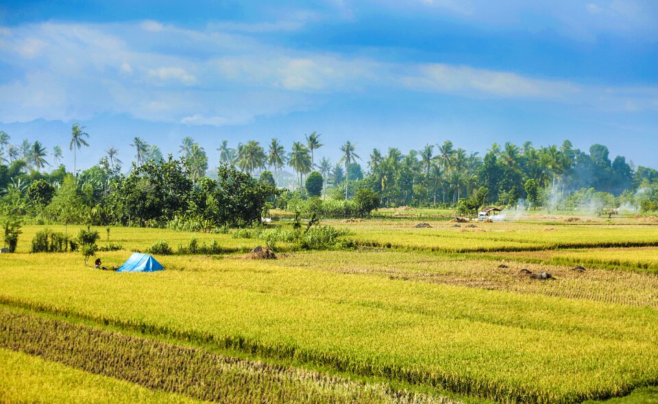 Plant agriculture farm