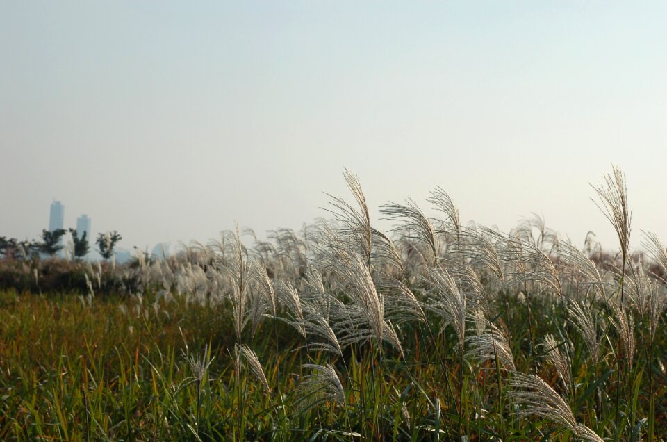 Reeds forest landscape ex 4