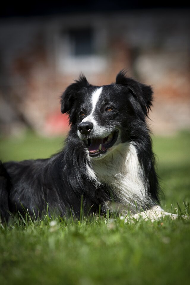 Border collie animal outdoors