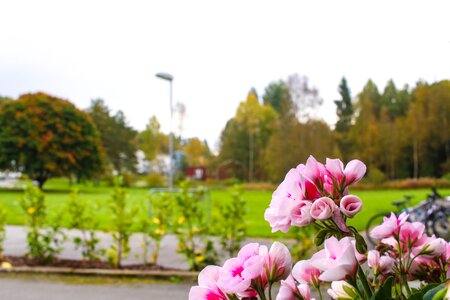 Autumn fall blossom