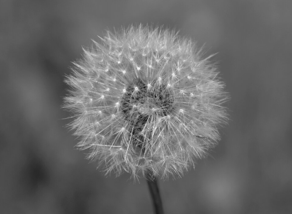 Photo black white fruit egret dandelion