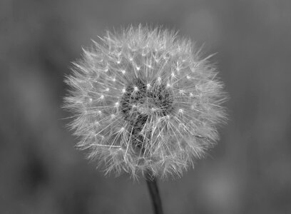 Photo black white fruit egret dandelion