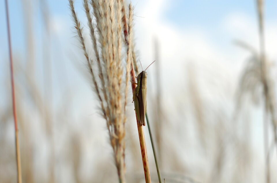 Reed landscape park