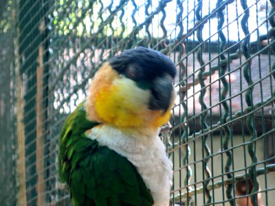 Vogelpark Olching 21