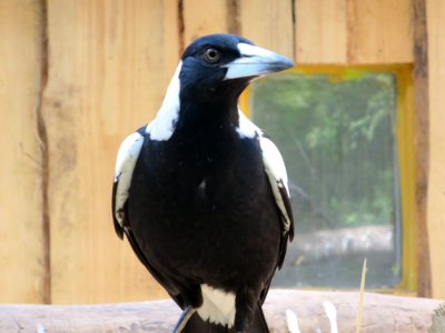 Vogelpark Olching 20