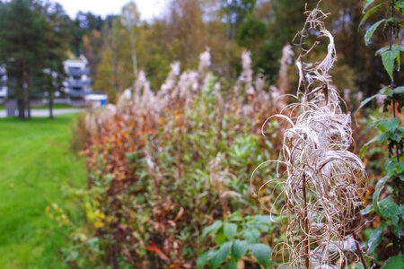 Autumn fall growth