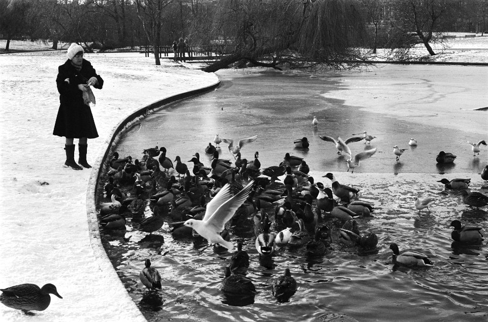 Voeren watervogels in Sarphatipark in Amsterdam, Bestanddeelnr 930-0620