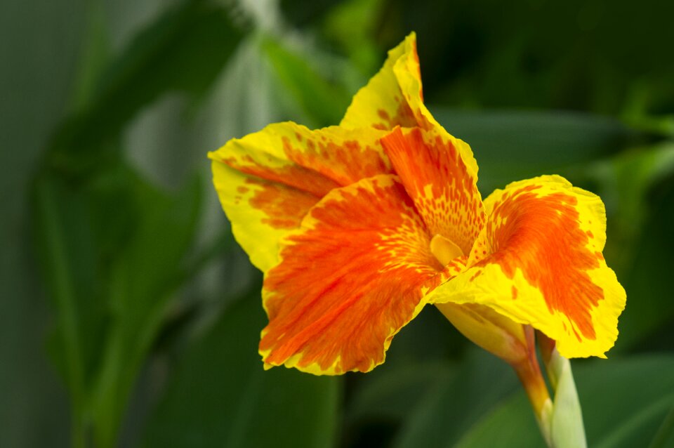 Lily natural pomp