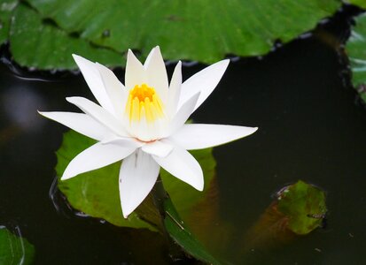 Lotus leaf lily
