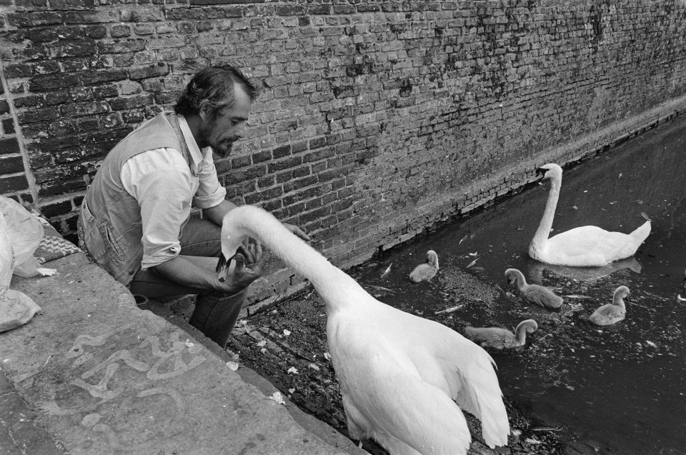 Voeren van zwanenpaar met jongen in Hofvijver te Den Haag, Bestanddeelnr 934-0293