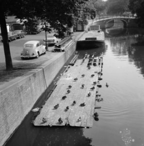 Vlot waar eenden op zonnen in Reguliersgracht, Bestanddeelnr 917-9805
