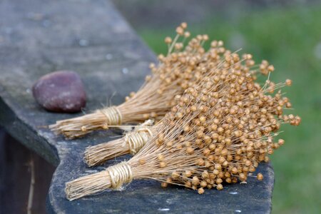 Flax seeds nature natural