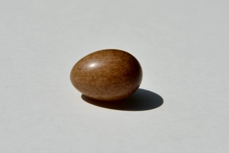 Vogelei aus Nistkasten seitlich