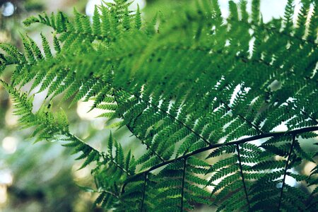 Green leaf plant