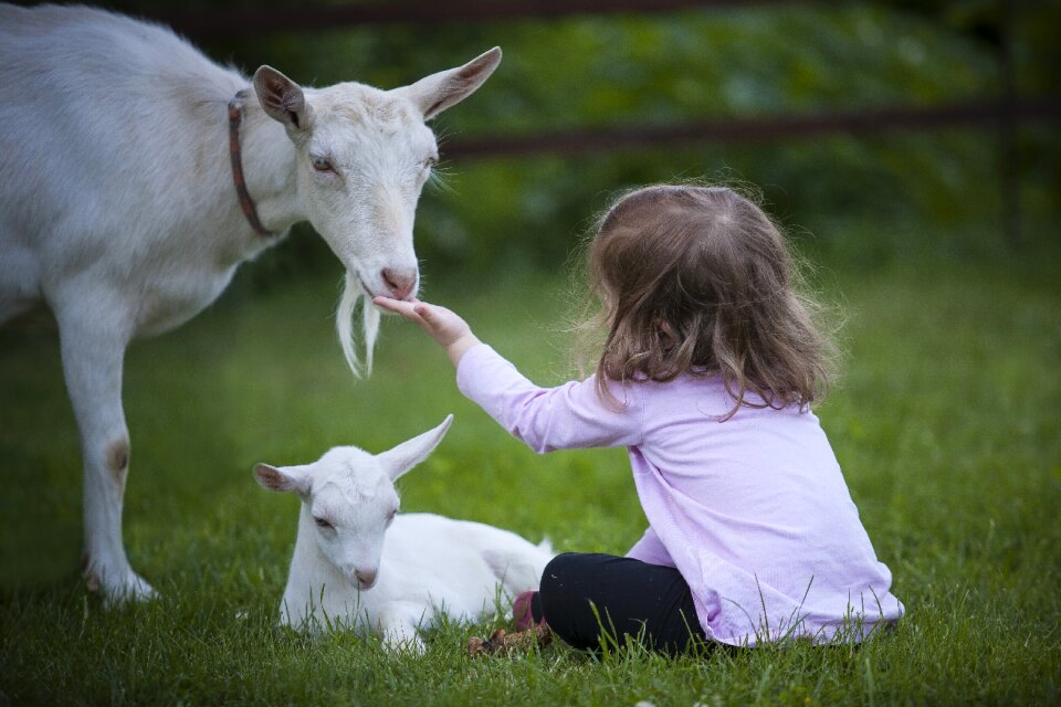 Goats cub maternity
