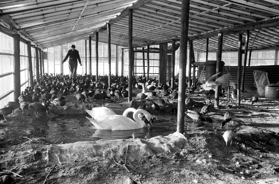 Vogelhulp in broeikassen stadskwekerijen te Haarlem, Bestanddeelnr 914-7357