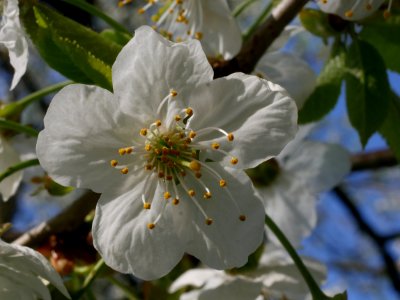 Vogelkirsche Roscheiderhof Bluete H12