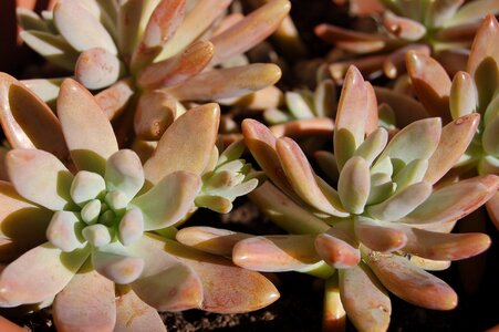 Fat plants crassulacea succulentes