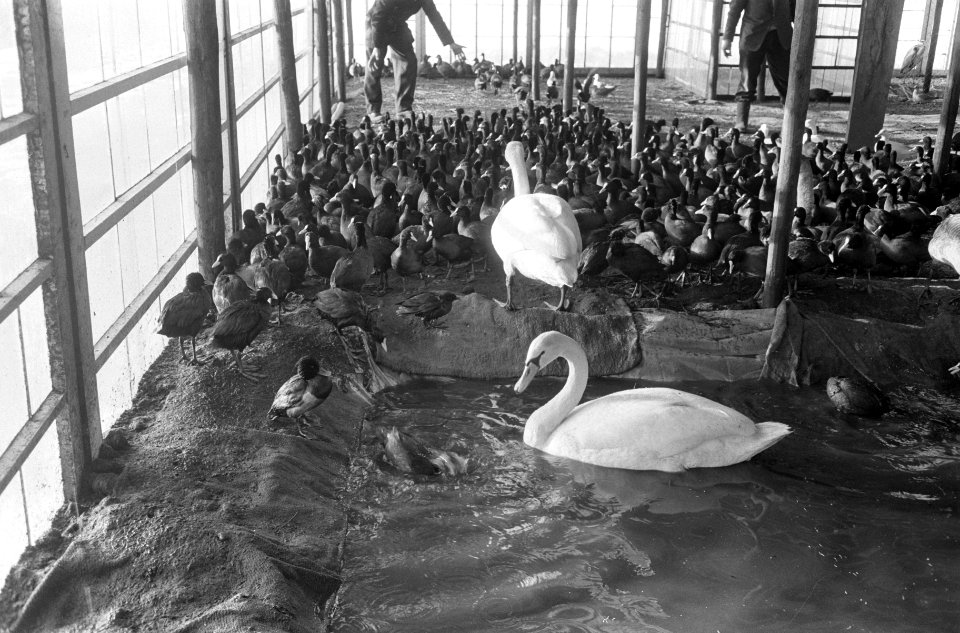 Vogelhulp in broeikassen stadskwekerijen te Haarlem, de verkleumde vogels bij de, Bestanddeelnr 914-7362