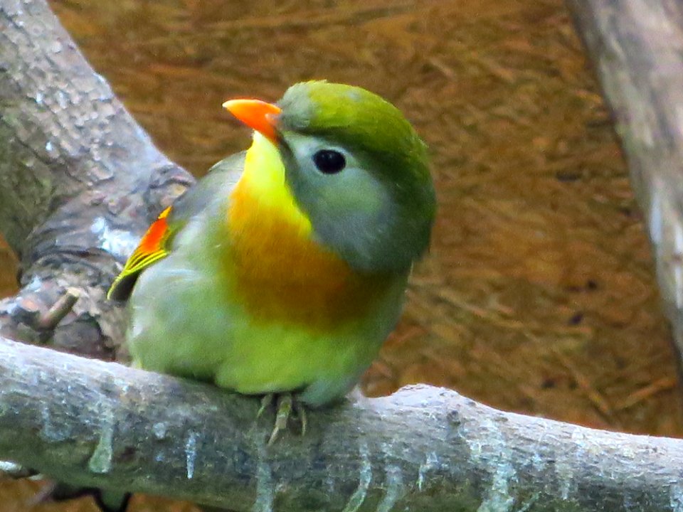 Vogelpark Olching 13