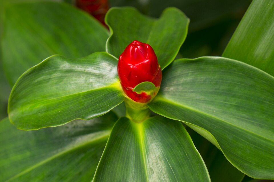 Red green leaf picture