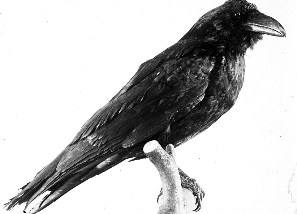 Vogels , raaf, Bestanddeelnr 193-0890