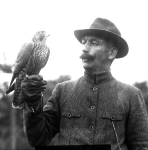 Vogels , slechtvalk, Bestanddeelnr 193-0869