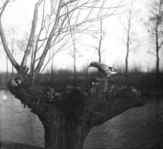 Vogels , meerkol, knotwilg, Bestanddeelnr 193-0907