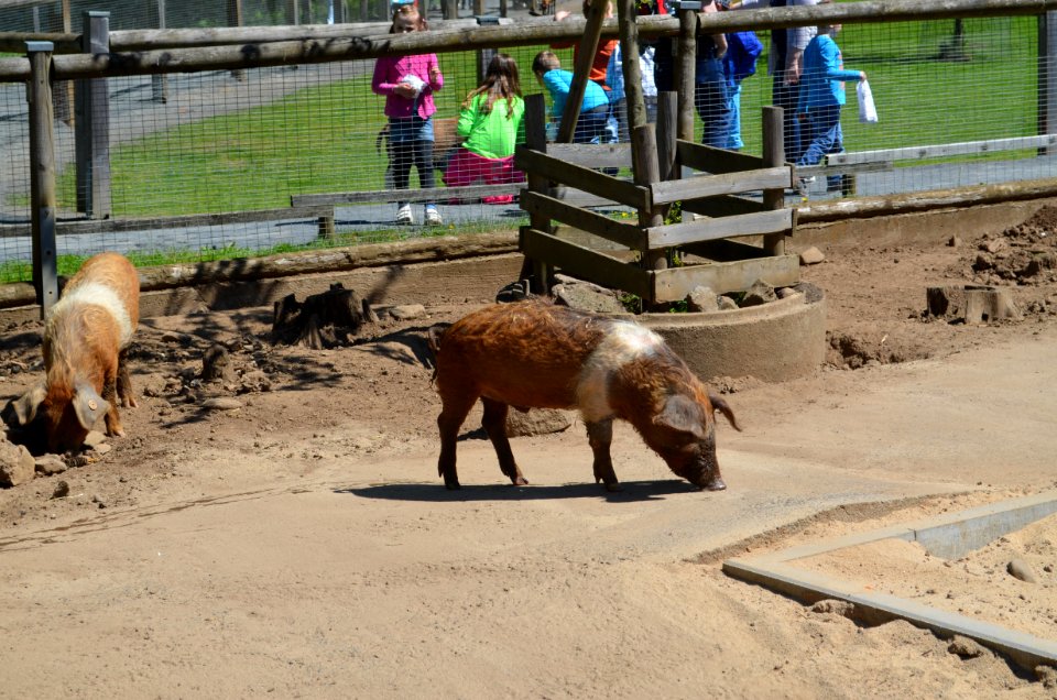 Vogelpark Schotten, Protestschweine