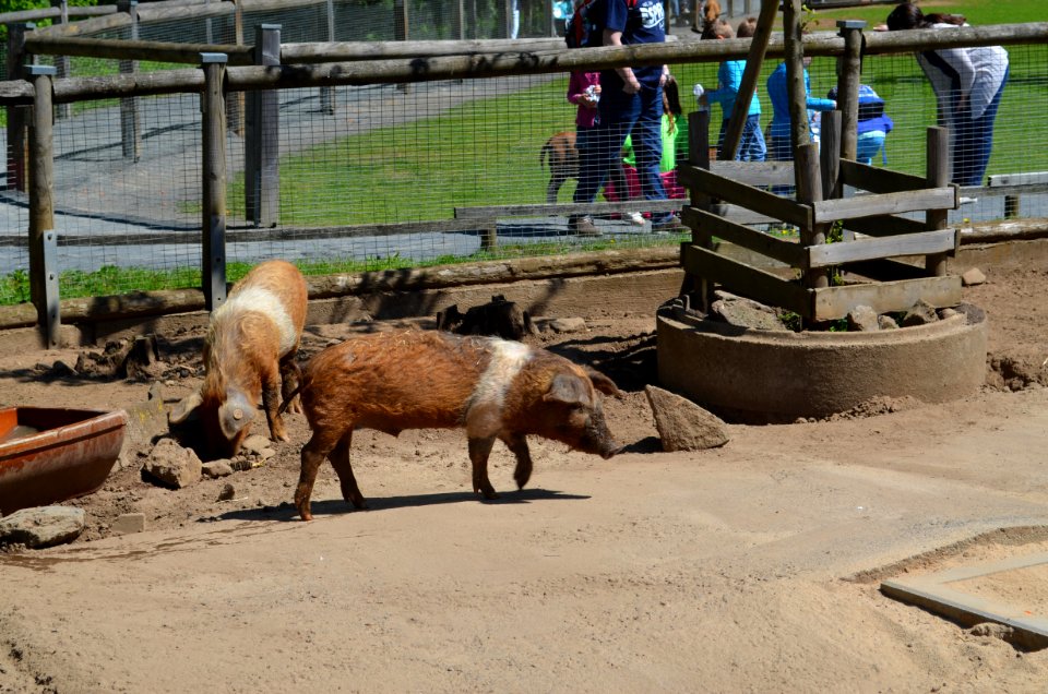 Vogelpark Schotten, Protestschweine (1)