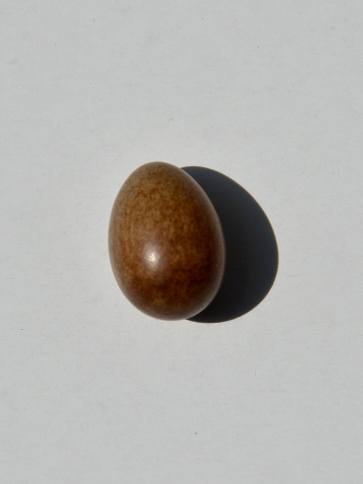 Vogelei aus Nistkasten von oben