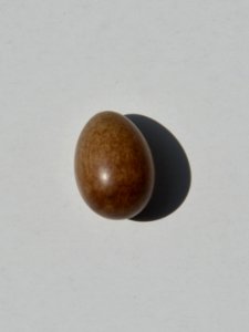 Vogelei aus Nistkasten von oben