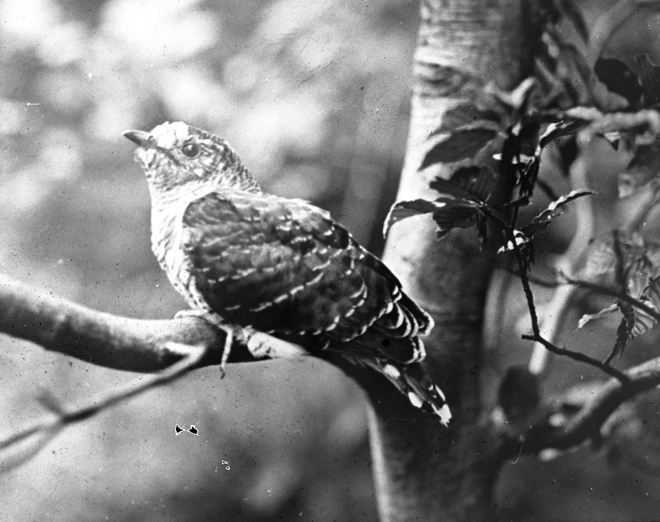 Vogels , koekoek, Bestanddeelnr 193-0931