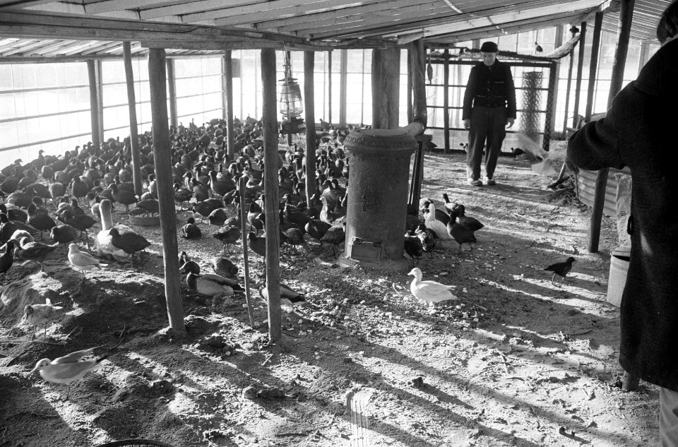 Vogelhulp in broeikassen stadskwekerijen te Haarlem, de verkleumde vogels bij de, Bestanddeelnr 914-7358