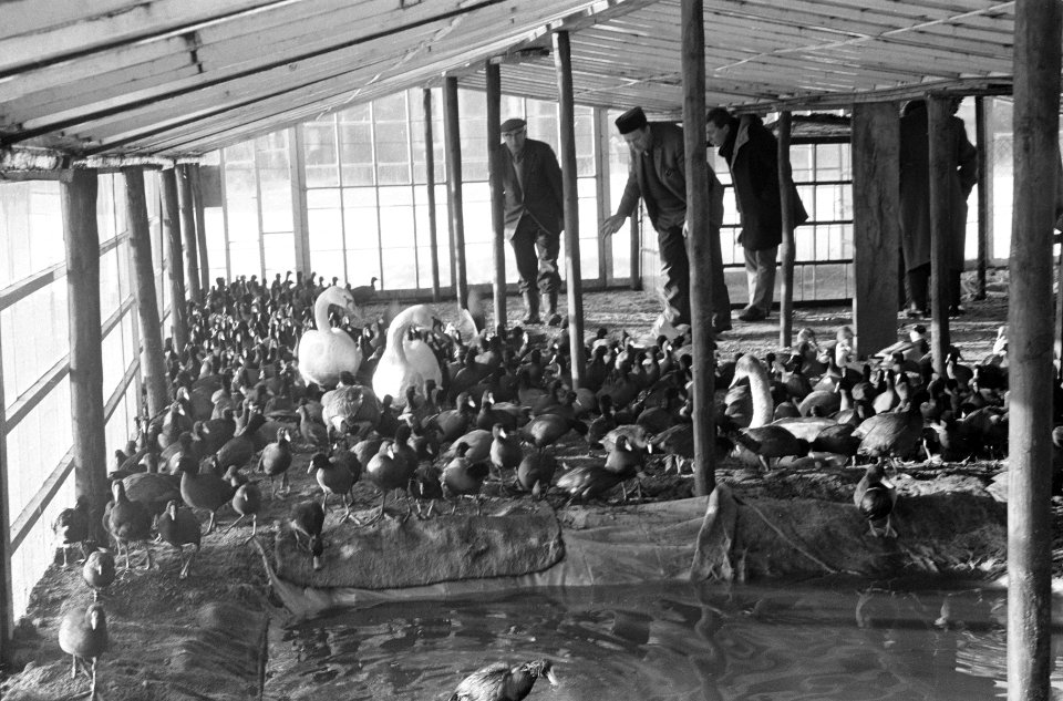 Vogelhulp in broeikassen stadskwekerijen te Haarlem, de verkleumde vogels bij de, Bestanddeelnr 914-7361
