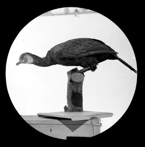 Vogels , aalscholver, Bestanddeelnr 193-0957