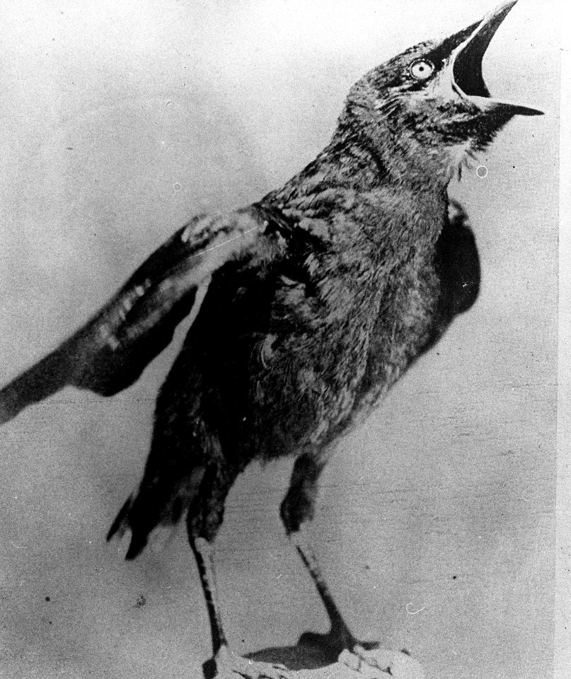Vogels , kraai, Bestanddeelnr 193-0893